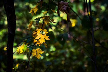 maple leaves in autumn