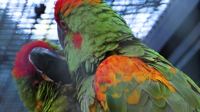 Close up of two green parrot heads sitting beside each other and grooming