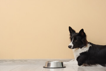 Border Collie dog with feeding bowl lying near beige wall
