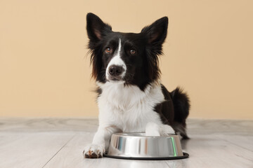 Border Collie dog with feeding bowl lying near beige wall