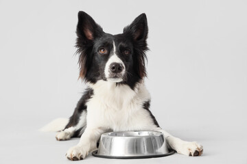 Border Collie dog with feeding bowl lying on light background
