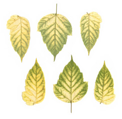 Obraz premium Colorful leaves isolated on white background, fresh autumn foliage scanned and arranged, natural botanical herbarium collection with green and yellow seasonal leaves for eco design and decoration