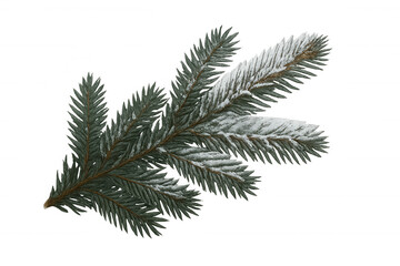 Fir tree branch covered in fresh snow, bringing winter and christmas holiday cheer, transparent background