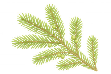 Fototapeta premium Amla branch growing indian gooseberry fruits, also known as phyllanthus emblica, used in traditional medicine, on transparent background