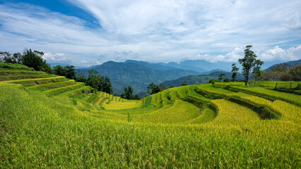 Landscape with green and yellow rice terraced fields and cloudy sky near Ha Giang Loop in northern Vietnam