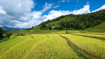 Landscape with green and yellow rice terraced fields and cloudy sky near Ha Giang Loop in northern Vietnam
