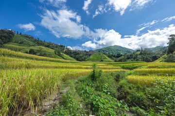 Landscape with green and yellow rice terraced fields and cloudy sky near Ha Giang Loop in northern Vietnam