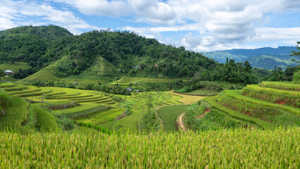 Landscape with green and yellow rice terraced fields and cloudy sky near Ha Giang Loop in northern Vietnam