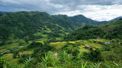 Landscape with green and yellow rice terraced fields and cloudy sky near Ha Giang Loop in northern Vietnam