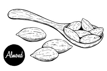 Hand-Drawn Almonds with Wooden Spoon Illustration. Perfect for culinary themes, organic food branding, packaging design