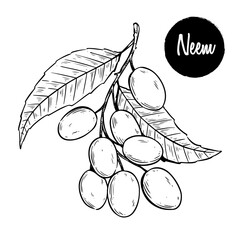 Hand-Drawn Neem Fruit and Leaves Illustration. Perfect for botanical themes, herbal medicine concepts, organic product branding