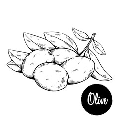 Hand-Drawn Olives with Leaves Illustration. perfect for food packaging, Mediterranean themes, botanical projects, recipe layouts.