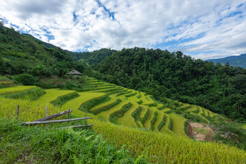 Landscape with green and yellow rice terraced fields and cloudy sky near Ha Giang Loop in northern Vietnam