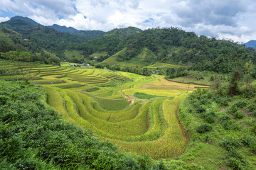 Landscape with green and yellow rice terraced fields and cloudy sky near Ha Giang Loop in northern Vietnam