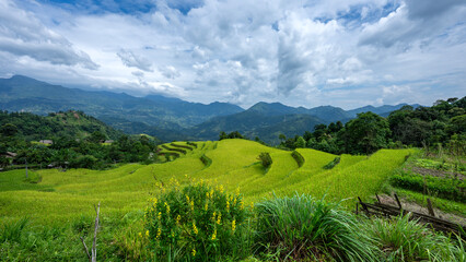 Landscape with green and yellow rice terraced fields and cloudy sky near Ha Giang Loop in northern Vietnam