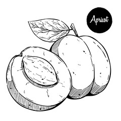Hand Drawn Apricot with Leaf and Seed on White Background