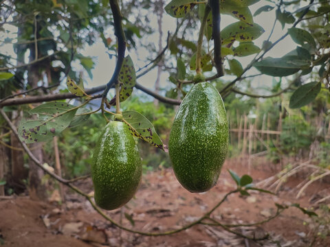 avocado on the tree