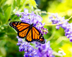 Butterfly on Wisteria