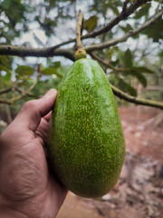 avocado on the tree