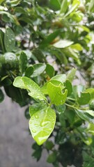 green leaves on a branch that have been eaten by catterpillars and exposed to rainwater 