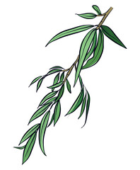 Green willow branch with leaves botanical vector illustration