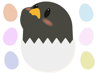 卵からかえった黒ひよこのかわいいデザイン © みるく さとう