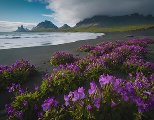 Naklejka premium A beautiful Icelandic Stokke’s beach with purple flowers.