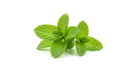 Fresh green mint leaves isolated on white background for culinary use