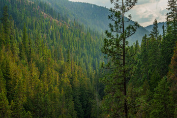 Callahan Creek Trail
