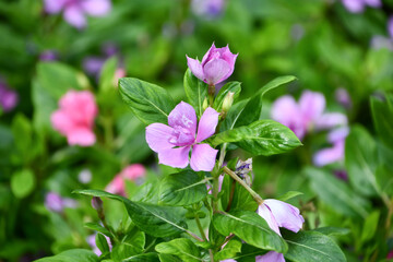 ニチニチソウ 「サニープリンセス」　Catharanthus roseus 'Sunny Princess'