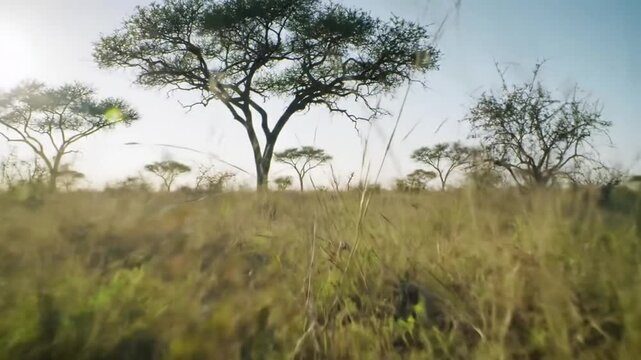 Tracking Dolly Shot Through Tall Yellow Grass In Savanna Under Blue Sky with Trees in The Background During Golden Hour with Hazy Warm Tone for Nature Documentary Wildlife Theme