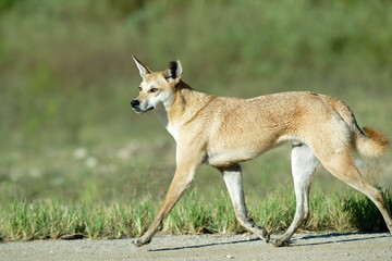 Brown Stray Dog Walking in Open Field