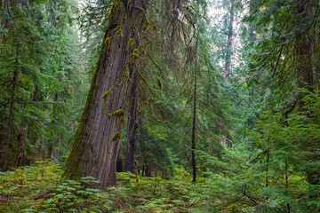 Obraz premium Ross Creek Cedars Nature Trail 405