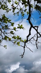 tree branches against sky