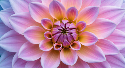 Fototapeta premium Radiant Dahlia Blossom Unveiling Nature's Intricate Geometry A Symphony of Pink Yellow and Purple Hues in a Captivating Floral Display Close Up Beauty