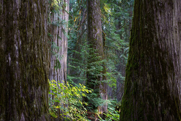 Ross Creek Cedars Nature Trail 405