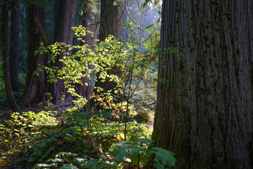 Ross Creek Cedars Nature Trail 405