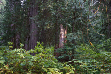 Ross Creek Cedars Nature Trail 405