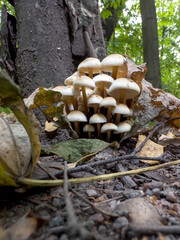 A cluster of mushrooms growing on the ground