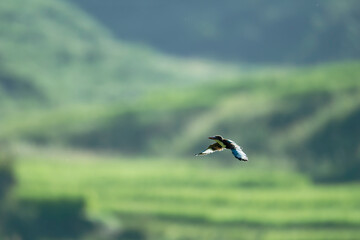 White-throated Kingfisher Flying Over Rice Field in Countryside