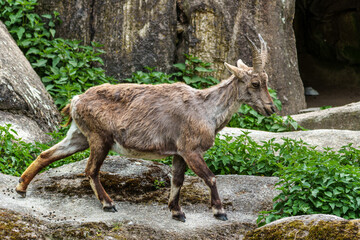Young baby mountain ibex or capra ibex on a rock