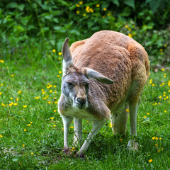 The red kangaroo, Macropus rufus is the largest of all kangaroos and the largest extant marsupial. © rudiernst