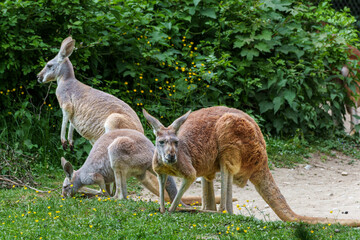 The red kangaroo, Macropus rufus is the largest of all kangaroos and the largest extant marsupial.