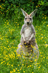 The red kangaroo, Macropus rufus is the largest of all kangaroos and the largest extant marsupial. © rudiernst