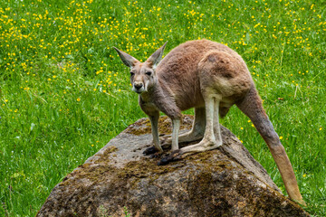 The red kangaroo, Macropus rufus is the largest of all kangaroos and the largest extant marsupial. © rudiernst