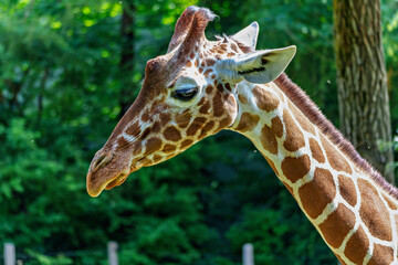 The giraffe, Giraffa camelopardalis is an African mammal © rudiernst