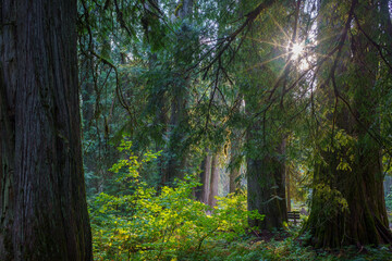 Ross Creek Cedars Nature Trail 405