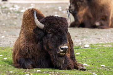 Fototapeta premium American buffalo known as bison, Bos bison in a german park