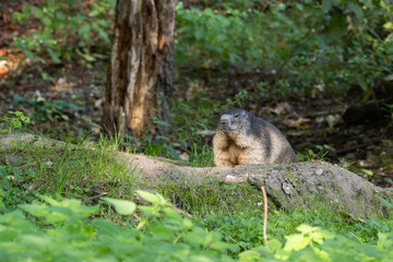 Alpine marmot, marmota marmota, in a German park