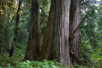 Ross Creek Cedars Nature Trail 405